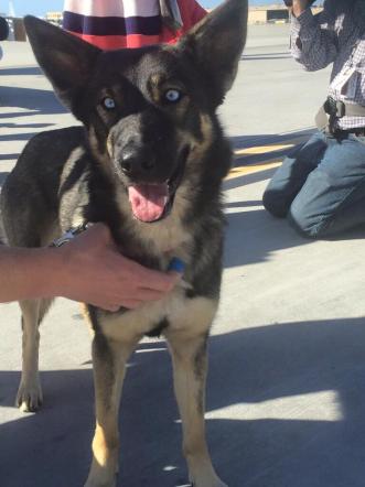 Luna Il Cane Sullisola Deserta Ritrovato Dopo 5 Settimane Dalla