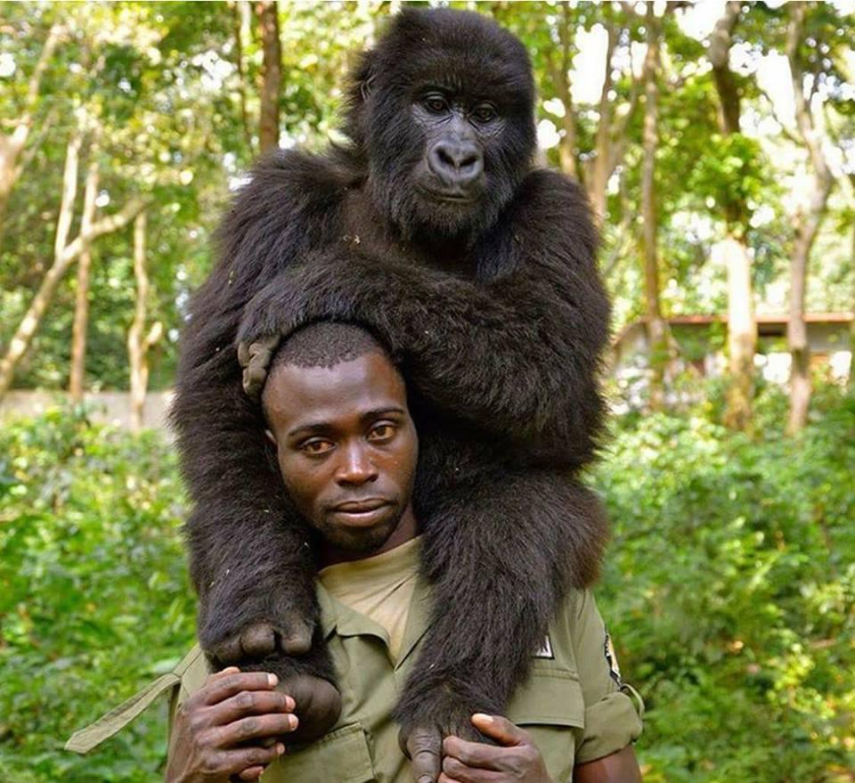 Congo: due gorilla 'in posa' alle spalle del ranger. La foto virale Congo: due gorilla 'in posa' alle spalle del ranger. La foto virale