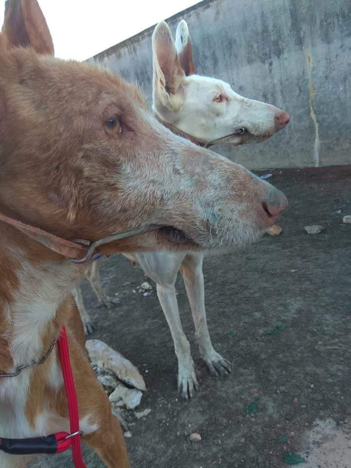 Sfruttati Per La Caccia Maltrattati E Poi Torturati E Uccisi I