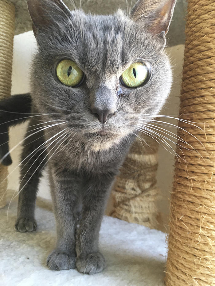 Giappone Il Gatto Più Arrabbiato Del Mondo Si Chiama Shamo Foto