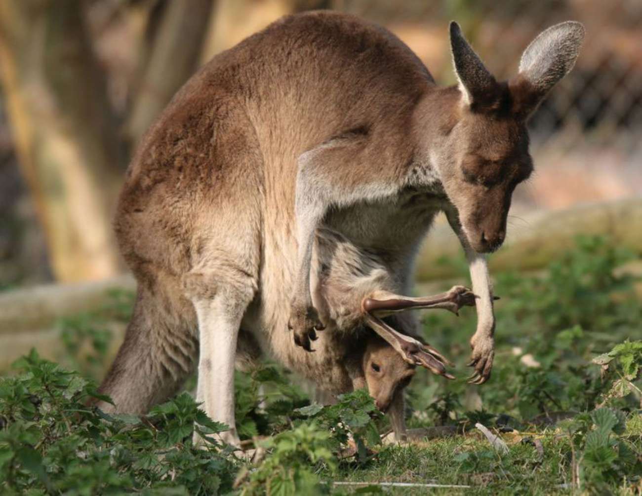 Il Canguro Joey E Il Primo Salto Dal Marsupio Della Madre