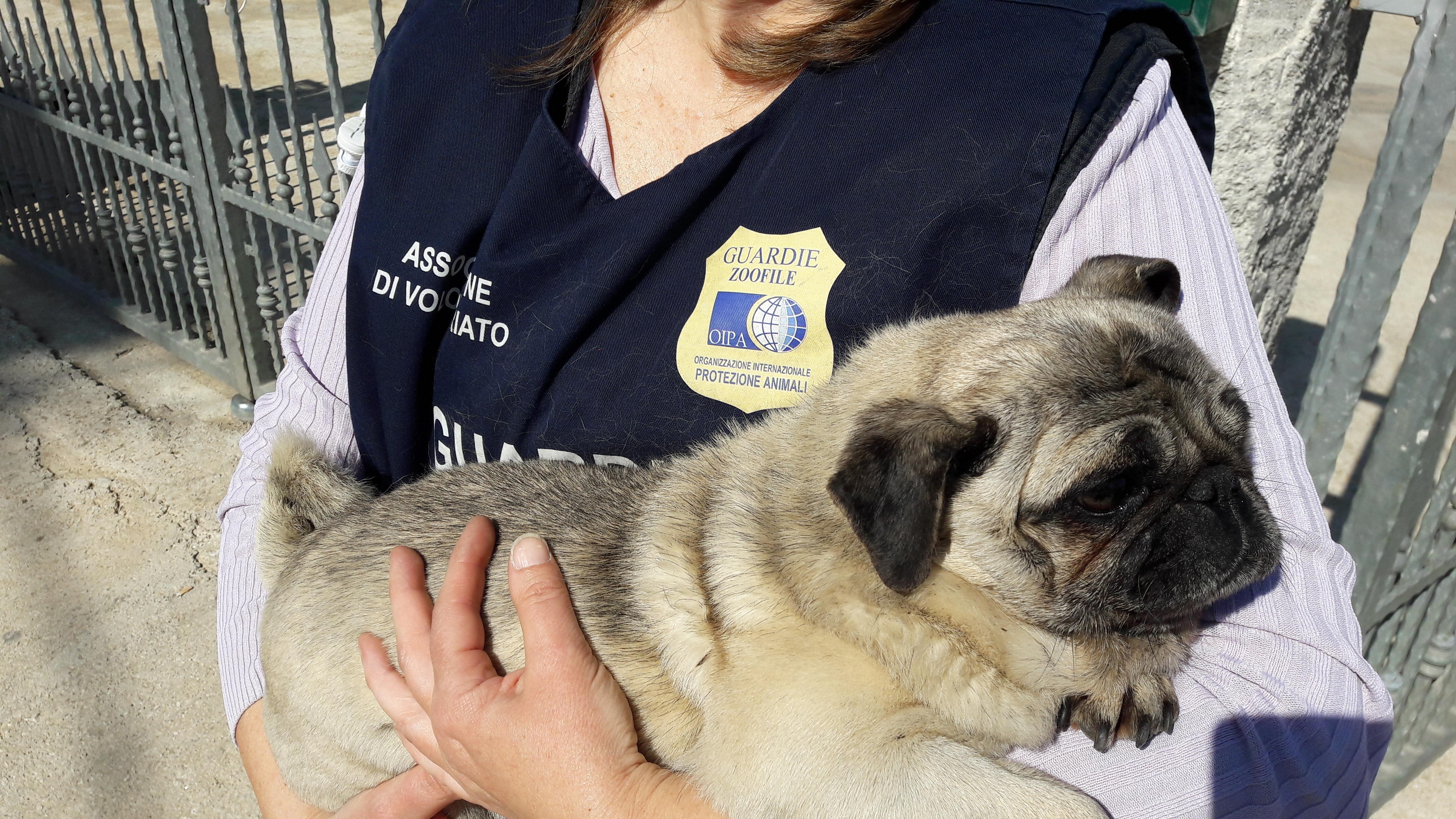 Torna a casa Minù, il carlino rapito tre anni fa e salvato da Oipa