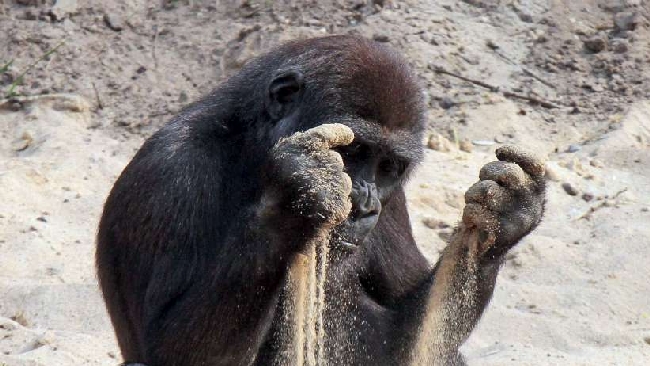 Il gorilla gioca con la sabbia come un bambino in spiaggia