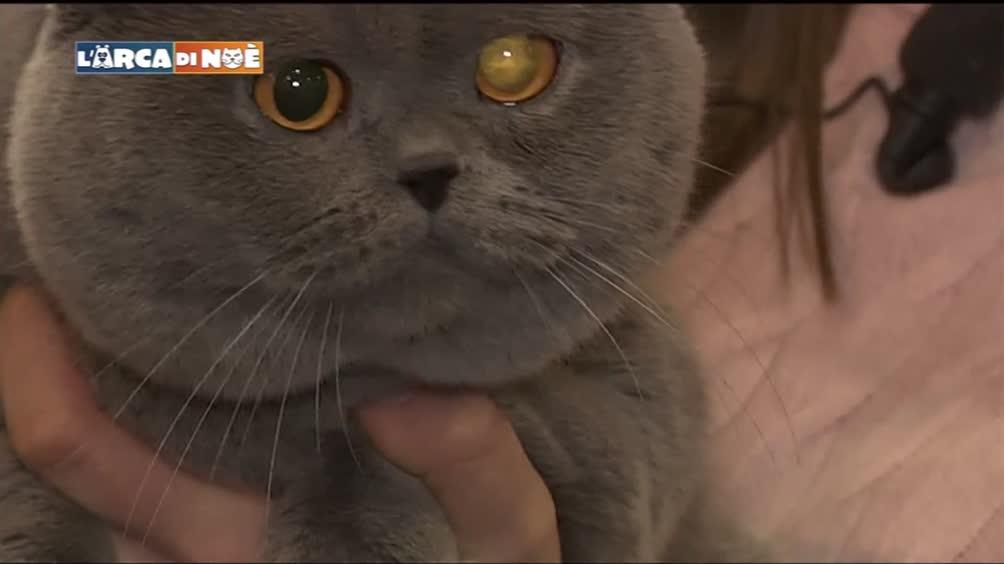 Gatto British Shorthair Video Tgcom24