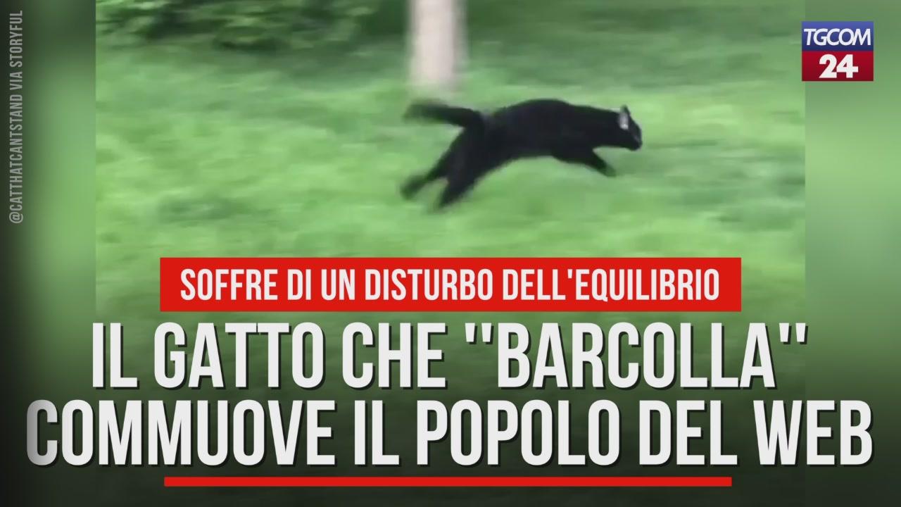Il Gatto Che Barcolla Commuove Il Popolo Del Web Video Tgcom24