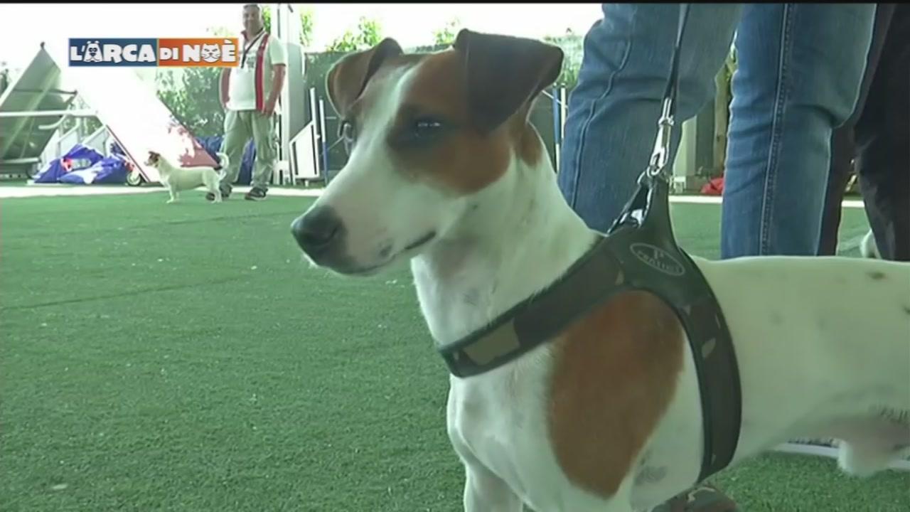 Il Jack Russel Video Tgcom24