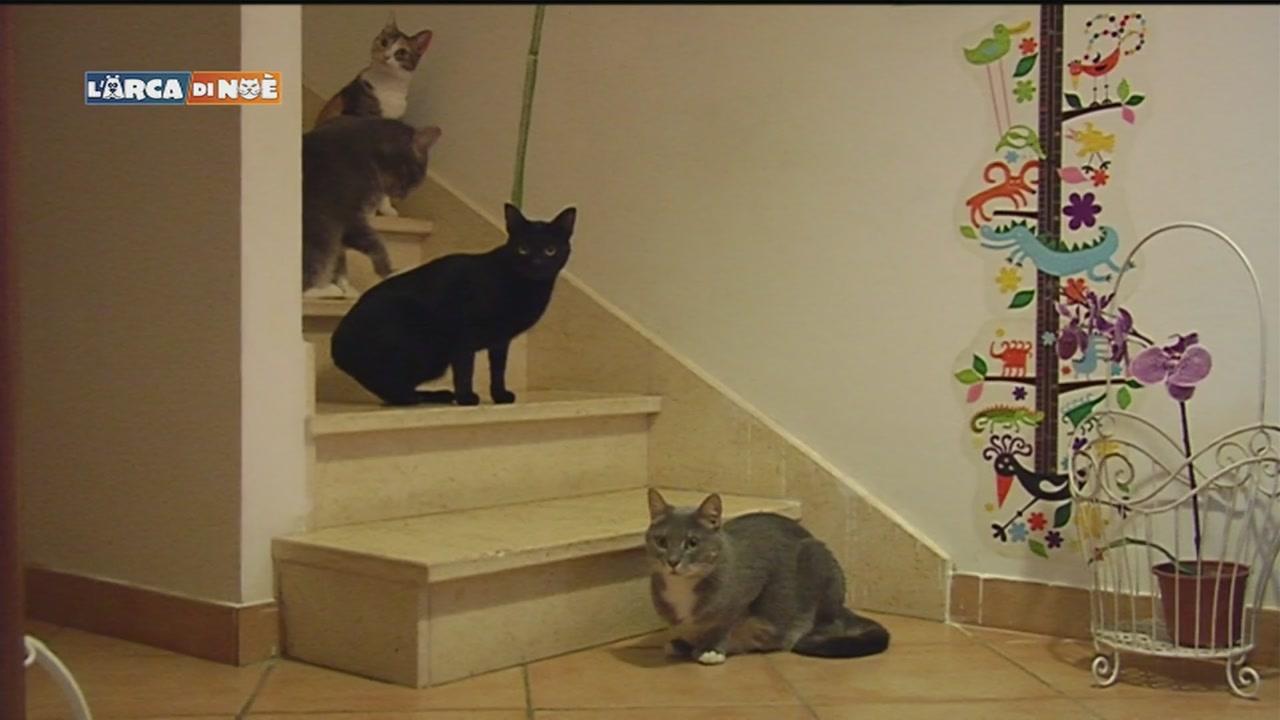 Grasso nero culo n micio