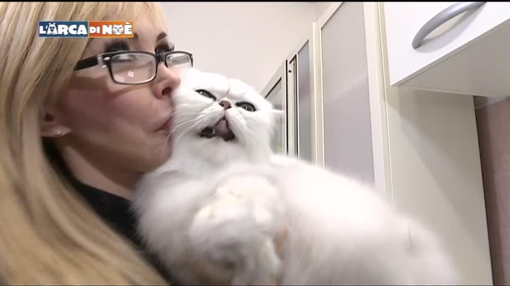 Il Gatto Persiano Video Tgcom24