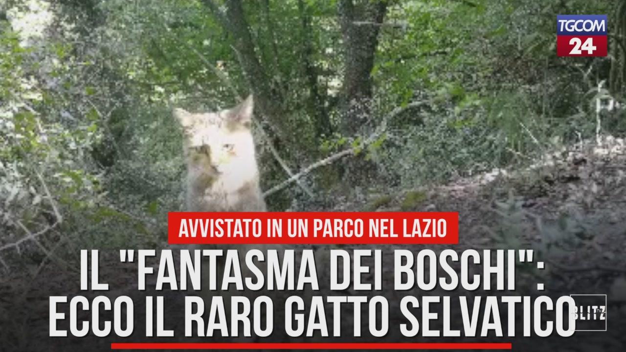 Il Fantasma Dei Boschi Ecco Il Raro Gatto Selvatico Video Tgcom24